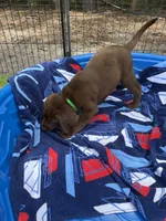 AKC Labrador Retriever Male, a male Labrador Retriever for sale in Spring Hill, FL – 8 of 9