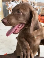 AKC Labrador Retriever Male, a male Labrador Retriever for sale in Spring Hill, FL – 4 of 10