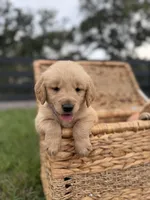 AKC Male Golden Retriever , a male Golden Retriever for sale in Spring Hill, FL – 6 of 9