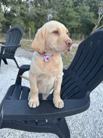 Lila, a female Labrador Retriever for sale in Spring Hill, FL – Photo 2 of 9