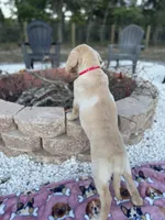 Lila, a female Labrador Retriever for sale in Spring Hill, FL – Photo 5 of 9