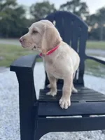 Lila, a female Labrador Retriever for sale in Spring Hill, FL – Photo 4 of 9