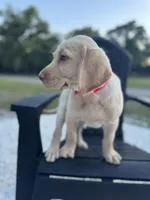 Lila, a female Labrador Retriever for sale in Spring Hill, FL – Photo 6 of 9
