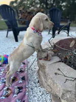 Lila, a female Labrador Retriever for sale in Spring Hill, FL – Photo 7 of 9