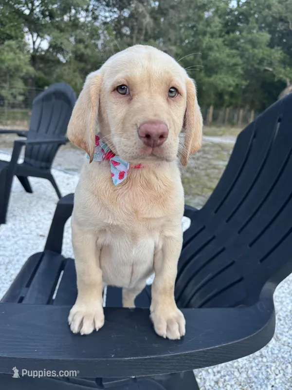 Lila – Labrador Retriever puppy for sale in Spring Hill, FL