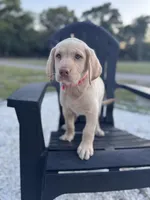 Lila, a female Labrador Retriever for sale in Spring Hill, FL – Photo 3 of 9