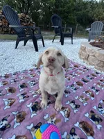 Lila, a female Labrador Retriever for sale in Spring Hill, FL – Photo 9 of 9