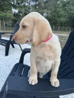 Lila, a female Labrador Retriever for sale in Spring Hill, FL – Photo 8 of 9