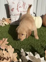 AKC Golden Retriever Male , a male Golden Retriever for sale in Spring Hill, FL – 3 of 9