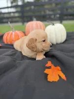 AKC Male Golden Retriever , a male Golden Retriever for sale in Spring Hill, FL – 9 of 9