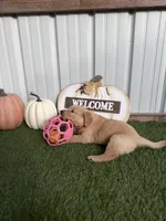  AKC Golden Retriever female , a female Golden Retriever for sale in Spring Hill, FL – 3 of 5