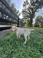 Amalfi - AKC Labrador Retriever , a female Labrador Retriever for sale in Spring Hill, FL – 5 of 9
