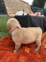 AKC Golden Retriever , a female Golden Retriever for sale in Spring Hill, FL – 6 of 10