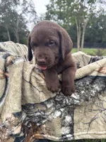 AKC Female Labrador Retriever , a female Labrador Retriever for sale in Spring Hill, FL – 5 of 8
