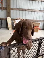 AKC Labrador Retriever Male, a male Labrador Retriever for sale in Spring Hill, FL – 4 of 8
