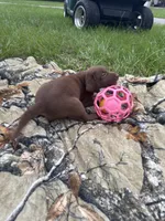 AKC Female Labrador Retriever , a female Labrador Retriever for sale in Spring Hill, FL – 8 of 8