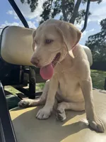 Amalfi - AKC Labrador Retriever , a female Labrador Retriever for sale in Spring Hill, FL – 3 of 9