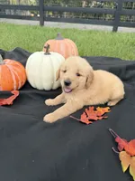 AKC Male Golden Retriever , a male Golden Retriever for sale in Spring Hill, FL – 3 of 9