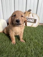 AKC Golden Retriever Male , a male Golden Retriever for sale in Spring Hill, FL – 9 of 9
