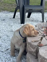 Lion, a male Labrador Retriever for sale in Spring Hill, FL – Photo 2 of 6