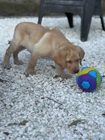 Lion, a male Labrador Retriever for sale in Spring Hill, FL – Photo 6 of 6