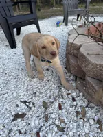 Lion, a male Labrador Retriever for sale in Spring Hill, FL – Photo 4 of 6