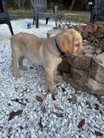 Lion, a male Labrador Retriever for sale in Spring Hill, FL – Photo 5 of 6