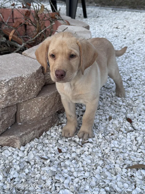 Lion – Labrador Retriever puppy for sale in Spring Hill, FL