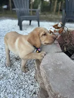 Lion, a male Labrador Retriever for sale in Spring Hill, FL – Photo 3 of 6