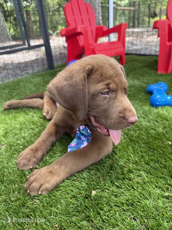 AKC Labrador Retriever  – Labrador Retriever puppy for sale in Spring Hill, FL