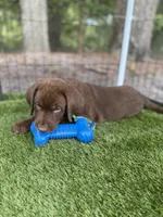 AKC Labrador Retriever Male, a male Labrador Retriever for sale in Spring Hill, FL – 9 of 9