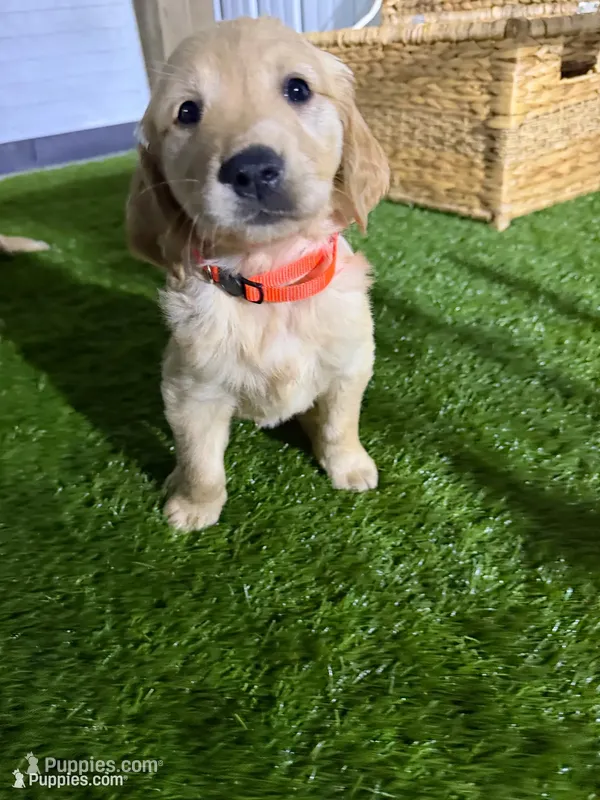  AKC Golden Retriever female  – Golden Retriever puppy for sale in Spring Hill, FL