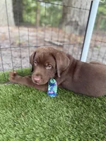 AKC Labrador Retriever Male, a male Labrador Retriever for sale in Spring Hill, FL – 5 of 9