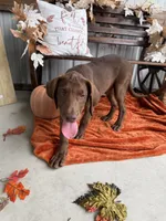 AKC Labrador Retriever Male, a male Labrador Retriever for sale in Spring Hill, FL – 7 of 10