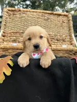 AKC Golden Retriever , a female Golden Retriever for sale in Spring Hill, FL – 2 of 10