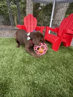 AKC Female Labrador Retriever , a female Labrador Retriever for sale in Spring Hill, FL – 5 of 10