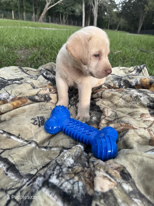 AKC Labrador Retriever  – Labrador Retriever puppy for sale in Spring Hill, FL