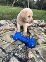 AKC Labrador Retriever , a male Labrador Retriever for sale in Spring Hill, FL – 1 of 9