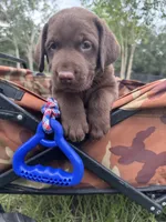 AKC Labrador Retriever Male, a male Labrador Retriever for sale in Spring Hill, FL – 6 of 7