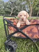 AKC Labrador Retriever , a male Labrador Retriever for sale in Spring Hill, FL – 2 of 9