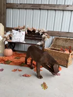 AKC Labrador Retriever Male, a male Labrador Retriever for sale in Spring Hill, FL – 9 of 10