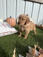 AKC Golden Retriever Male , a male Golden Retriever for sale in Spring Hill, FL – 8 of 9
