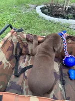 AKC Labrador Retriever Male, a male Labrador Retriever for sale in Spring Hill, FL – 4 of 7