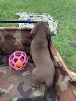 AKC Female Labrador Retriever , a female Labrador Retriever for sale in Spring Hill, FL – 4 of 8