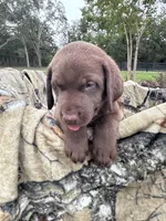 AKC Female Labrador Retriever , a female Labrador Retriever for sale in Spring Hill, FL – 6 of 8