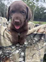 AKC Female Labrador Retriever , a female Labrador Retriever for sale in Spring Hill, FL – 2 of 8