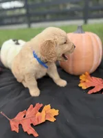 AKC Male Golden Retriever , a male Golden Retriever for sale in Spring Hill, FL – 2 of 9