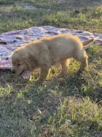 AKC Male Golden Retriever , a male Golden Retriever for sale in Spring Hill, FL – Photo 3 of 6