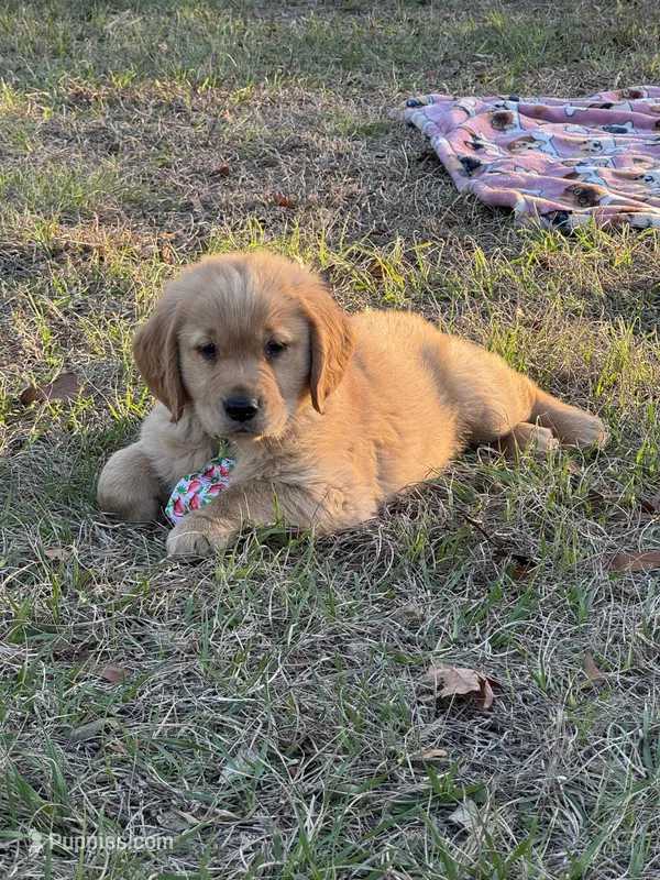AKC Male Golden Retriever 