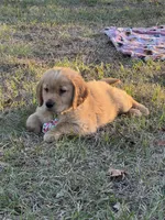 AKC Male Golden Retriever , a male Golden Retriever for sale in Spring Hill, FL – Photo 6 of 6